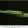 coenonympha symphyta georgia larva1